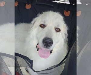 Great Pyrenees Dogs for adoption in Montello, WI, USA