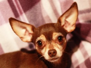 Chihuahua Dogs for adoption in Cookeville, TN, USA