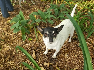 Rat-Cha Dogs for adoption in aurora, IL, USA