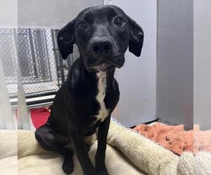 Mutt Dogs for adoption in Shelburne, VT, USA
