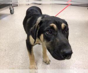German Shepherd Dog-Unknown Mix Dogs for adoption in Riverside, CA, USA