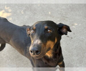 Doberman Pinscher-Greyhound Mix Dogs for adoption in Tulsa, OK, USA