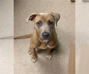 American Pit Bull Terrier-Staffordshire Bull Terrier Mix Dogs for adoption in Saginaw, MI, USA