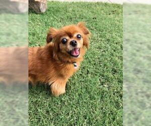 Cavalier King Charles Spaniel Dogs for adoption in Dallas, TX, USA