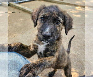 Mutt Dogs for adoption in Sterling, MA, USA
