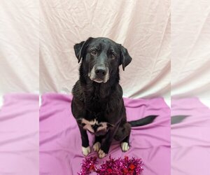 Mutt Dogs for adoption in Bryant, AR, USA