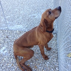 Redbone Coonhound Dogs for adoption in Monticello, IA, USA