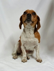 Beagle Dogs for adoption in Chicago, IL, USA