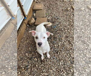 Mutt Dogs for adoption in New Orleans, LA, USA