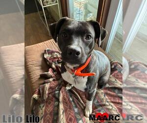 Mutt Dogs for adoption in Maryville, TN, USA