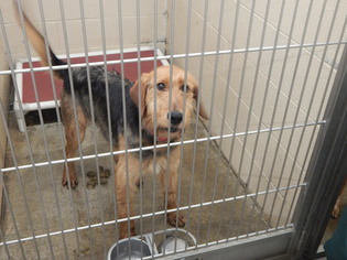 Airedale Terrier Dogs for adoption in Pikeville, KY, USA