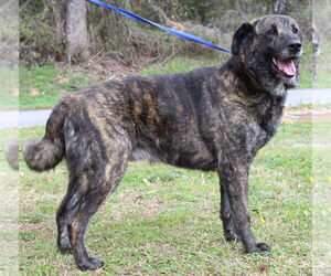 Mutt Dogs for adoption in Prattville, AL, USA
