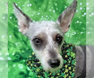 - Mix Dogs for adoption in Arlington, VA, USA