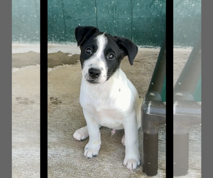 Australian Shepherd-Unknown Mix Dogs for adoption in Green Forest, AR, USA