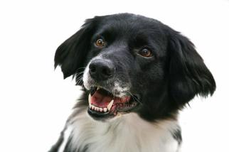 Border Collie-Pembroke Welsh Corgi Mix Dogs for adoption in Bedford Hills, NY, USA