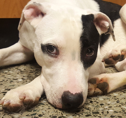 Pointer-Unknown Mix Dogs for adoption in Evanston, IL, USA