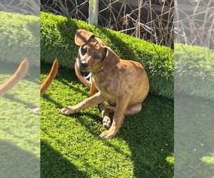 Coonhound-Redbone Coonhound Mix Dogs for adoption in Duluth, MN, USA