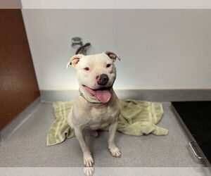 American Pit Bull Terrier Dogs for adoption in Rancho Cucamonga, CA, USA