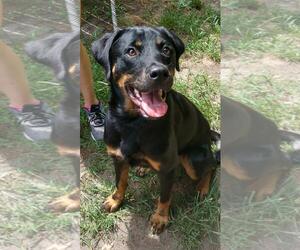 Beauceron Dogs for adoption in Calverton, NY, USA