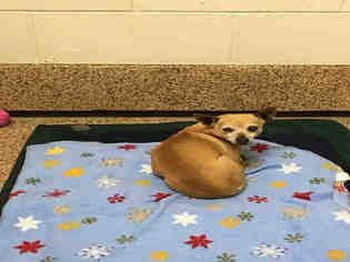 Chihuahua Dogs for adoption in Springfield, MA, USA