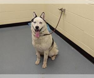 Siberian Husky Dogs for adoption in Denver, CO, USA