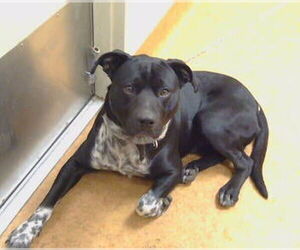 Mutt Dogs for adoption in Sacramento, CA, USA