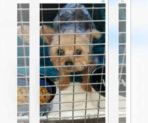 Mutt Dogs for adoption in Rockaway, NJ, USA