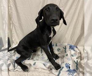Great Dane-Unknown Mix Dogs for adoption in Modesto, CA, USA