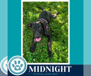 Labrador Retriever-Unknown Mix Dogs for adoption in Kimberton, PA, USA