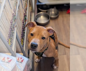 American Pit Bull Terrier Dogs for adoption in Wetumpka, AL, USA