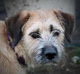 Mutt Dogs for adoption in Sherman, IL, USA
