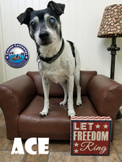 Rat Terrier Dogs for adoption in Arcadia, FL, USA