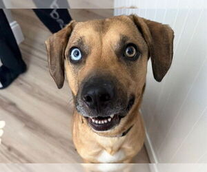 Black Mouth Cur-Unknown Mix Dogs for adoption in Ocala, FL, USA