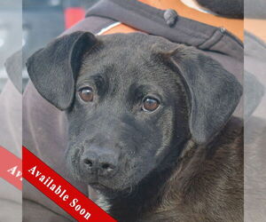 Chinese Shar-Pei-Unknown Mix Dogs for adoption in Huntley, IL, USA