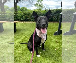 Mutt Dogs for adoption in Holly Springs, NC, USA