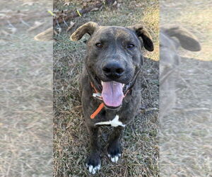 Plott Hound-Unknown Mix Dogs for adoption in Boston, MA, USA