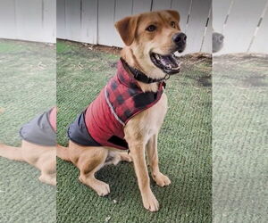 Labrador Retriever-Unknown Mix Dogs for adoption in San Diego, CA, USA