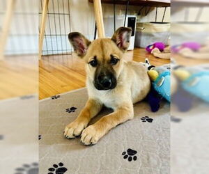 Mutt Dogs for adoption in Minneapolis, MN, USA