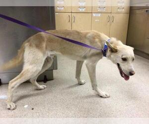 Siberian Husky-Unknown Mix Dogs for adoption in Riverside, CA, USA