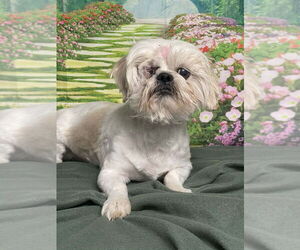 Shih Tzu-Unknown Mix Dogs for adoption in Lakewood, CO, USA