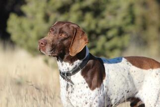 German Shorthaired Pointer Dogs for adoption in Albuquerque, NM, USA