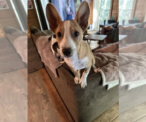 Australian Shepherd-Unknown Mix Dogs for adoption in Ball Ground, GA, USA