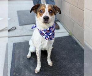 Texas Heeler-Unknown Mix Dogs for adoption in Modesto, CA, USA