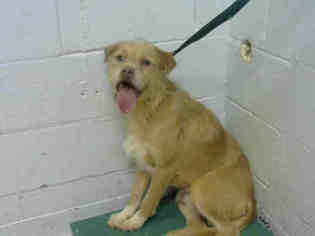 Norwich Terrier Dogs for adoption in Atlanta, GA, USA