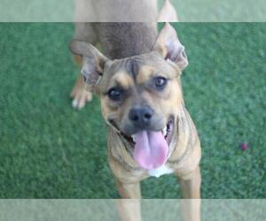 American Staffordshire Terrier-Unknown Mix Dogs for adoption in Grand Prairie, TX, USA