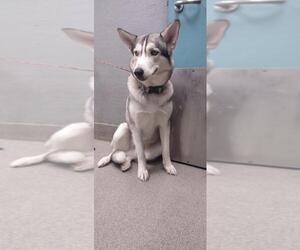 Siberian Husky-Unknown Mix Dogs for adoption in Las Vegas, NV, USA