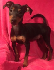 Miniature Pinscher Dogs for adoption in Waldron, AR, USA