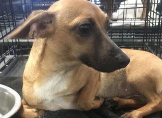 Chiweenie Dogs for adoption in Chico, CA, USA