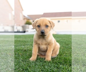 Chow Chow-Unknown Mix Dogs for adoption in MIDWAY, UT, USA