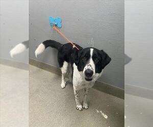 Pointer-Unknown Mix Dogs for adoption in Las Vegas, NV, USA